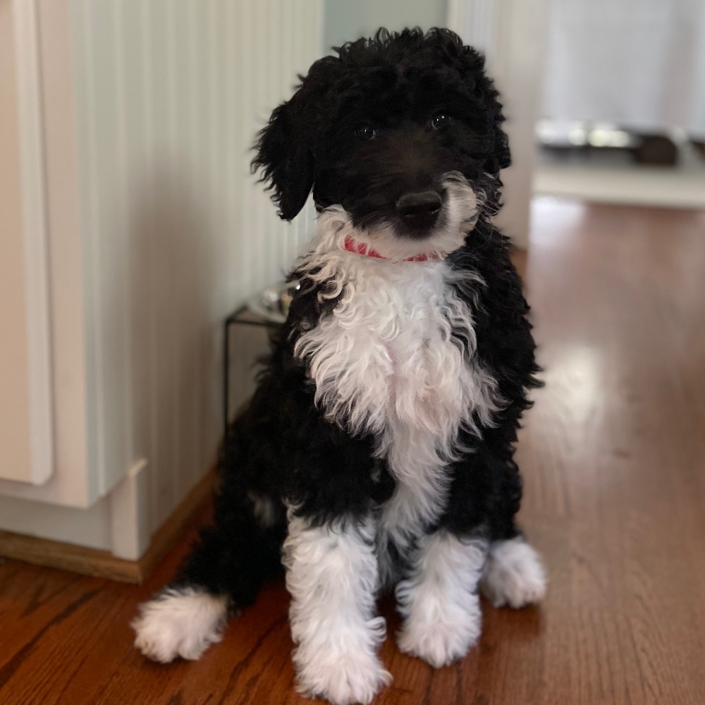 Meet your Posher, Stefanie